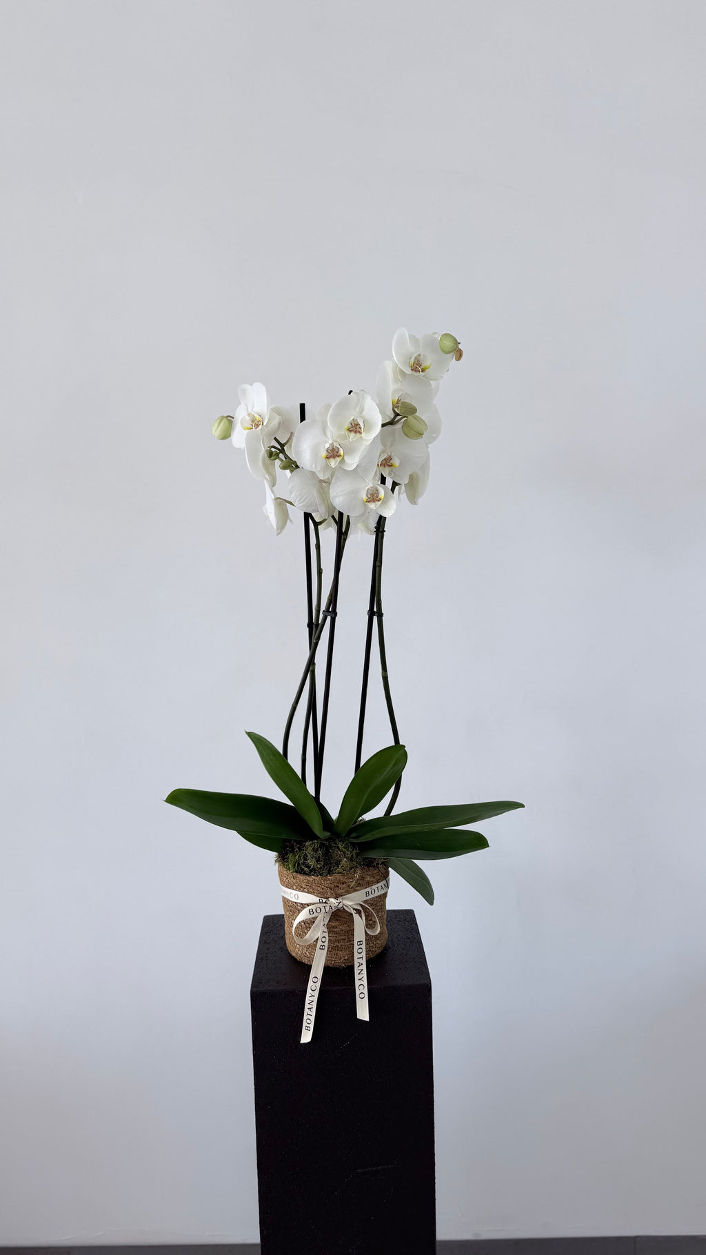 Orquidea