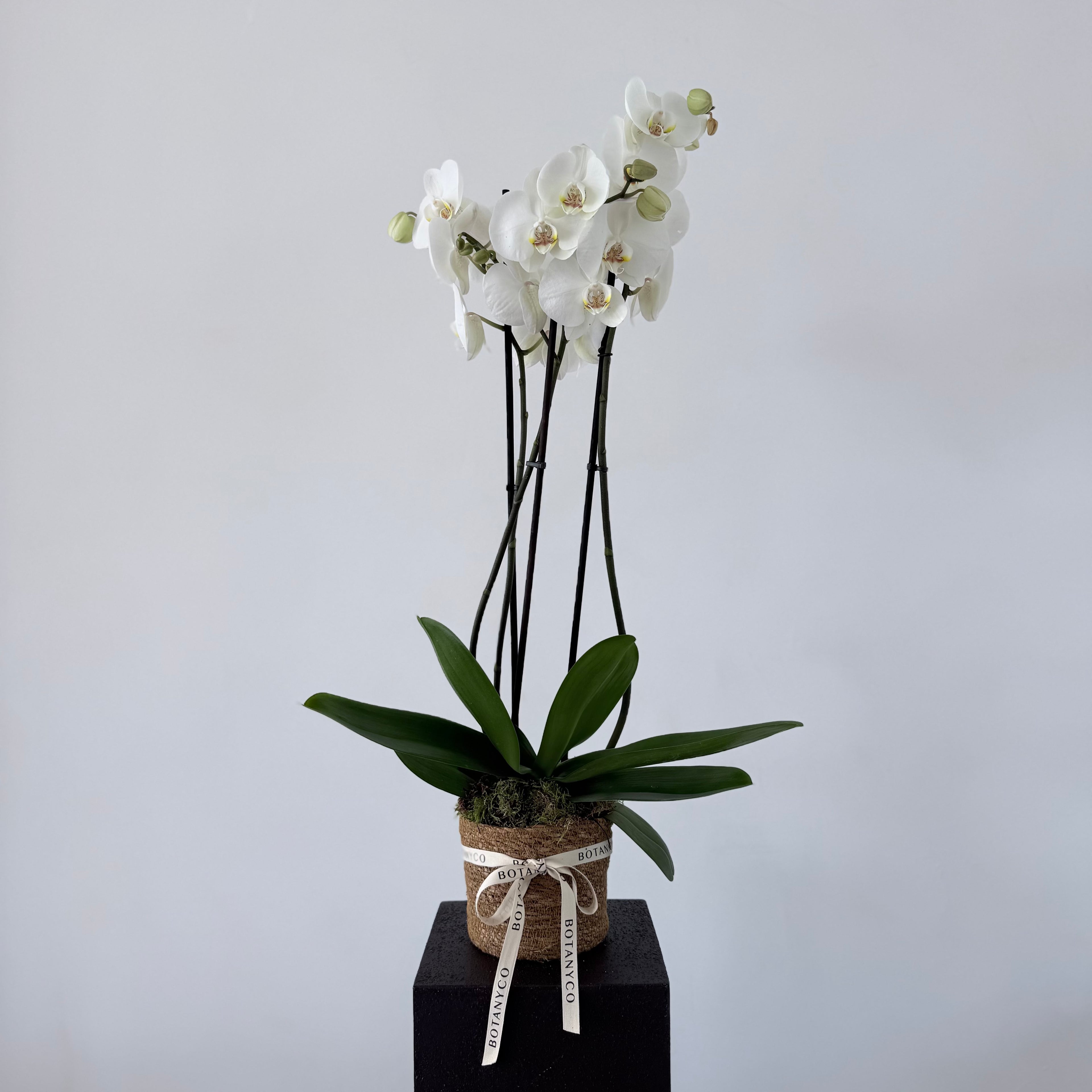 Orquidea