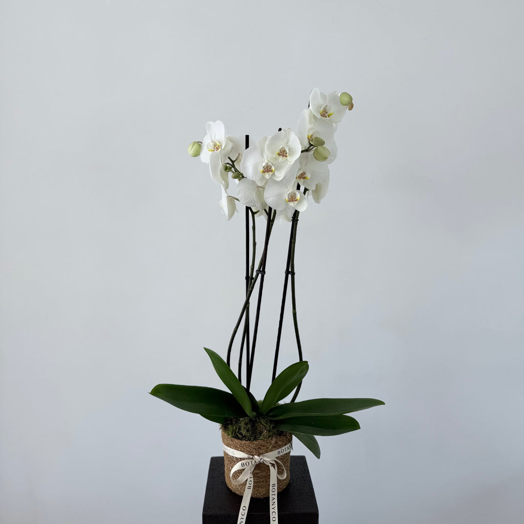 Orquidea
