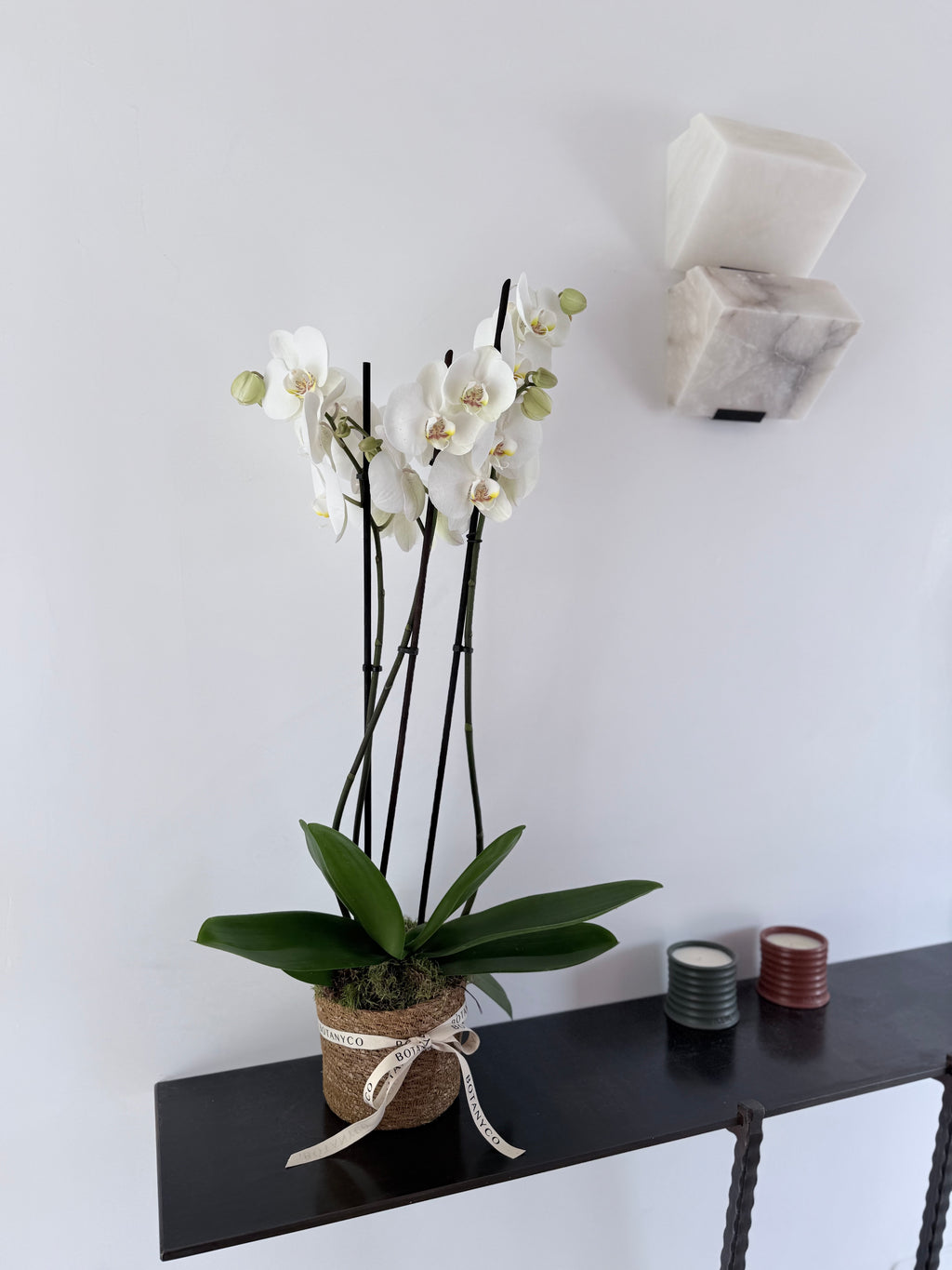Orquidea