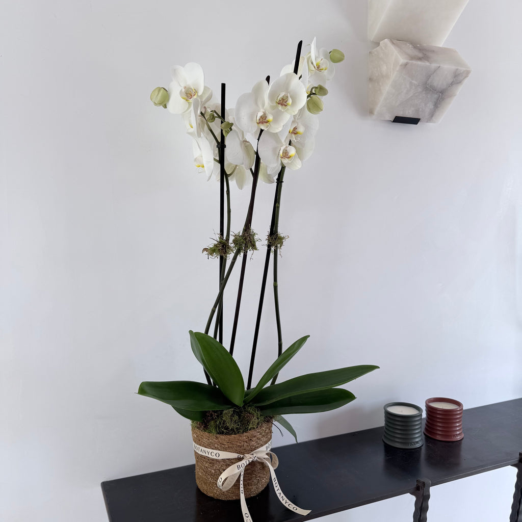 Orquidea