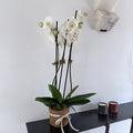 Orquidea