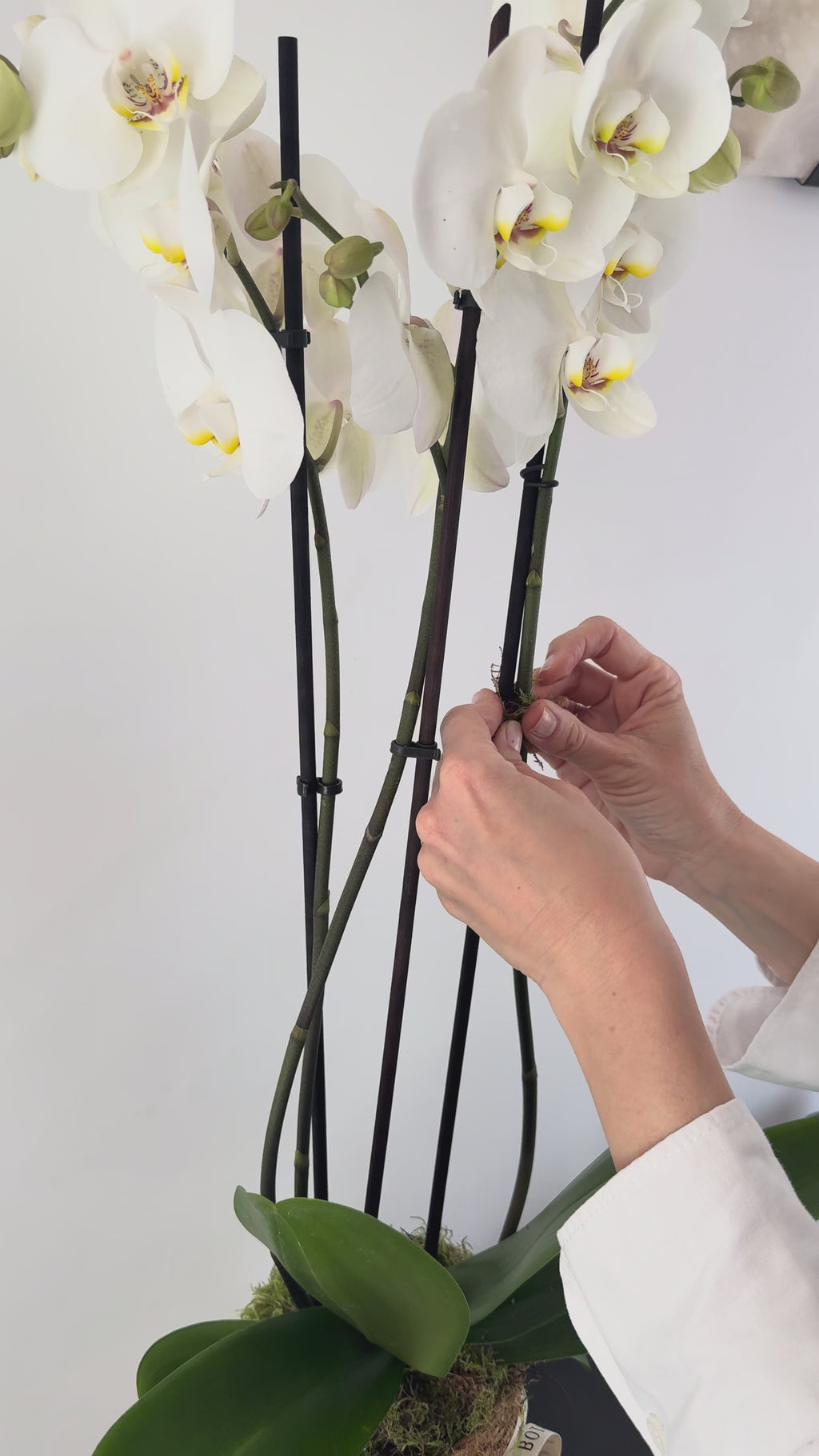 Orquidea