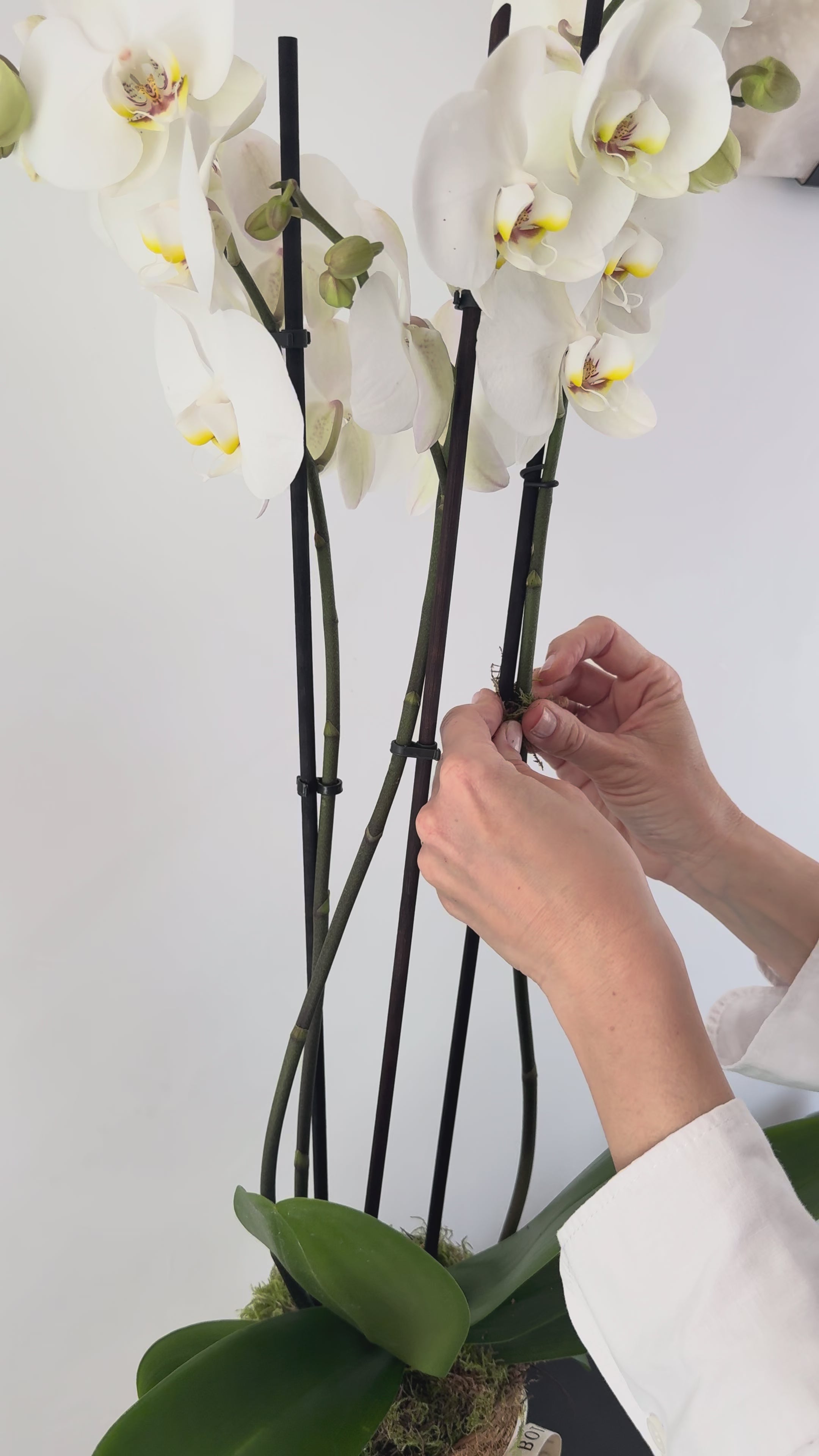 Orquidea
